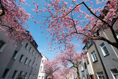 Kirschblüten im Kaiserviertel in Dortmund