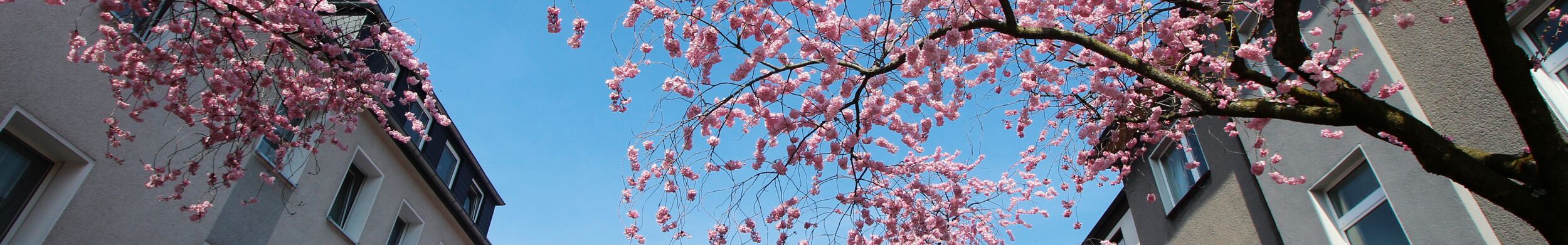 Kirschblüten im Kaiserviertel in Dortmund