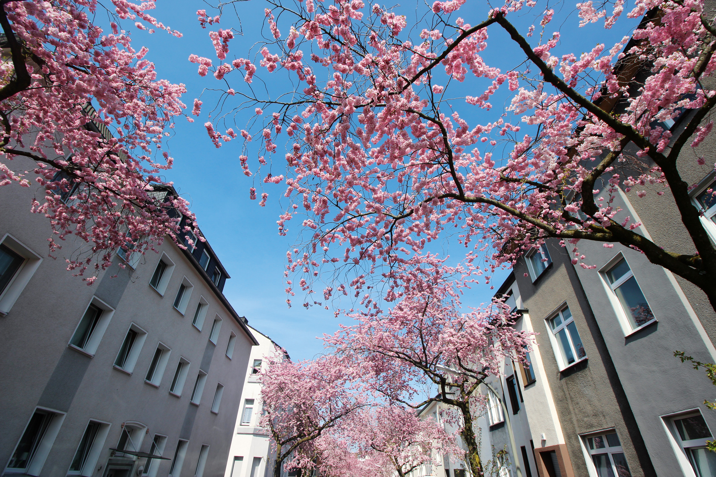 Kirschblüten im Kaiserviertel in Dortmund